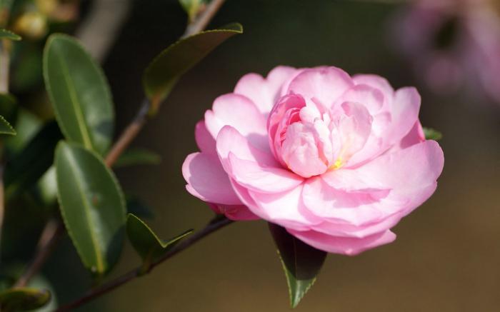 粉色茶花图片牛品源码-源码下载-源码社区-zblog主题插件-PHP源码-三合一源码-直播源码-短视频源码-APP源码-即时通讯-源码-交友源码牛品源码网