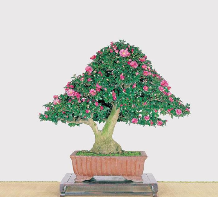 茶花盆栽图片牛品源码-源码下载-源码社区-zblog主题插件-PHP源码-三合一源码-直播源码-短视频源码-APP源码-即时通讯-源码-交友源码牛品源码网