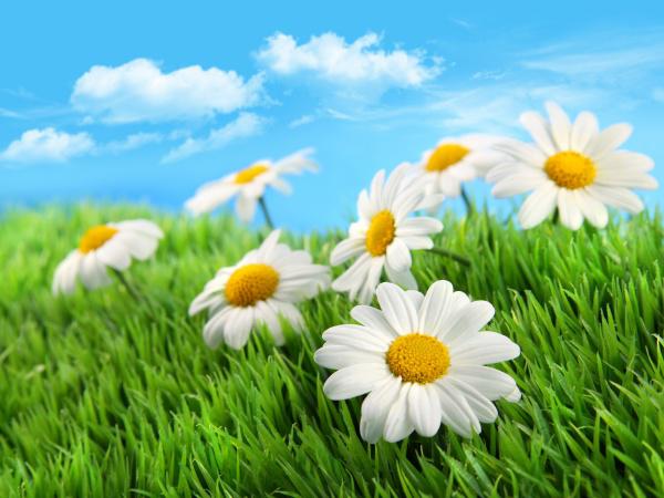 高清菊花草地图片牛品源码-源码下载-源码社区-zblog主题插件-PHP源码-三合一源码-直播源码-短视频源码-APP源码-即时通讯-源码-交友源码牛品源码网