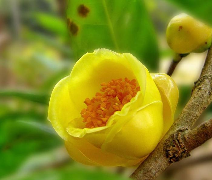 唯美金茶花图片牛品源码-源码下载-源码社区-zblog主题插件-PHP源码-三合一源码-直播源码-短视频源码-APP源码-即时通讯-源码-交友源码牛品源码网