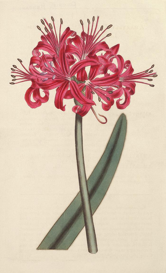 手绘彼岸花图片牛品源码-源码下载-源码社区-zblog主题插件-PHP源码-三合一源码-直播源码-短视频源码-APP源码-即时通讯-源码-交友源码牛品源码网