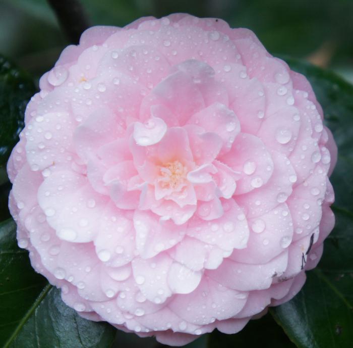 盛开的粉茶花图片牛品源码-源码下载-源码社区-zblog主题插件-PHP源码-三合一源码-直播源码-短视频源码-APP源码-即时通讯-源码-交友源码牛品源码网
