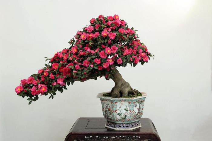 唯美山茶花盆栽牛品源码-源码下载-源码社区-zblog主题插件-PHP源码-三合一源码-直播源码-短视频源码-APP源码-即时通讯-源码-交友源码牛品源码网