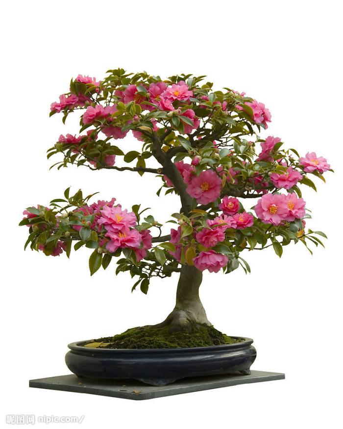 山茶花盆栽风景牛品源码-源码下载-源码社区-zblog主题插件-PHP源码-三合一源码-直播源码-短视频源码-APP源码-即时通讯-源码-交友源码牛品源码网