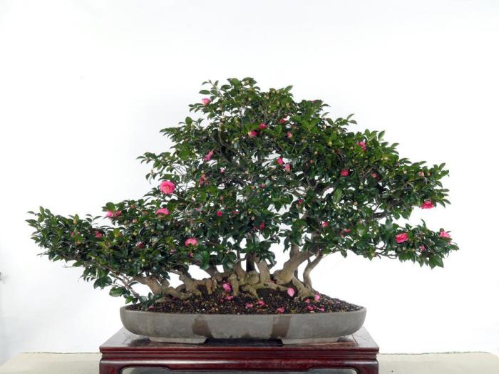 盆栽山茶花牛品源码-源码下载-源码社区-zblog主题插件-PHP源码-三合一源码-直播源码-短视频源码-APP源码-即时通讯-源码-交友源码牛品源码网
