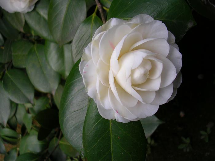 白色唯美茶花图片牛品源码-源码下载-源码社区-zblog主题插件-PHP源码-三合一源码-直播源码-短视频源码-APP源码-即时通讯-源码-交友源码牛品源码网