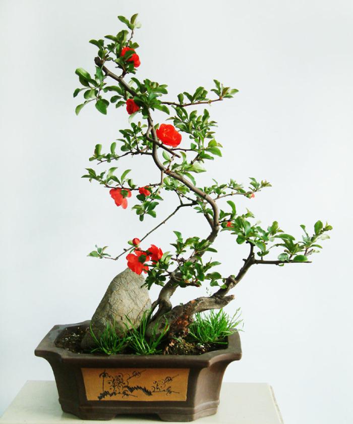 漂亮的山茶花盆栽牛品源码-源码下载-源码社区-zblog主题插件-PHP源码-三合一源码-直播源码-短视频源码-APP源码-即时通讯-源码-交友源码牛品源码网