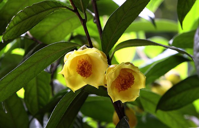 金茶花图片唯美牛品源码-源码下载-源码社区-zblog主题插件-PHP源码-三合一源码-直播源码-短视频源码-APP源码-即时通讯-源码-交友源码牛品源码网