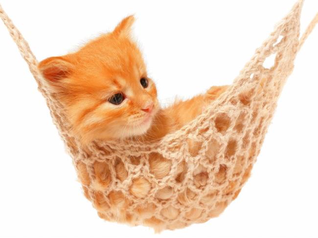可爱萌花猫图片牛品源码-源码下载-源码社区-zblog主题插件-PHP源码-三合一源码-直播源码-短视频源码-APP源码-即时通讯-源码-交友源码牛品源码网