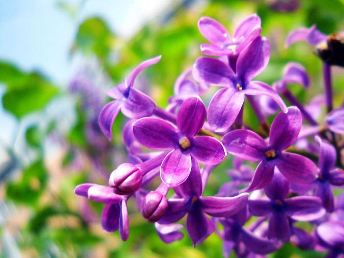 紫色丁香花盛开图片牛品源码-源码下载-源码社区-zblog主题插件-PHP源码-三合一源码-直播源码-短视频源码-APP源码-即时通讯-源码-交友源码牛品源码网