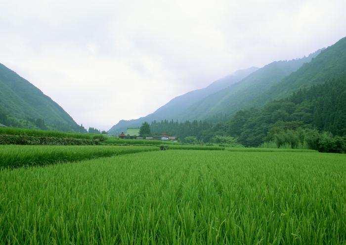 绿色清新乡村田园风光牛品源码-源码下载-源码社区-zblog主题插件-PHP源码-三合一源码-直播源码-短视频源码-APP源码-即时通讯-源码-交友源码牛品源码网