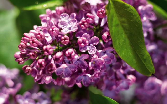 娇艳欲滴的丁香花牛品源码-源码下载-源码社区-zblog主题插件-PHP源码-三合一源码-直播源码-短视频源码-APP源码-即时通讯-源码-交友源码牛品源码网