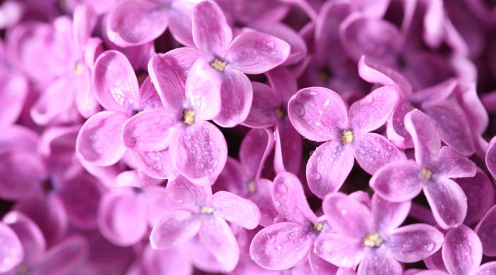 粉紫色丁香花唯美图片牛品源码-源码下载-源码社区-zblog主题插件-PHP源码-三合一源码-直播源码-短视频源码-APP源码-即时通讯-源码-交友源码牛品源码网