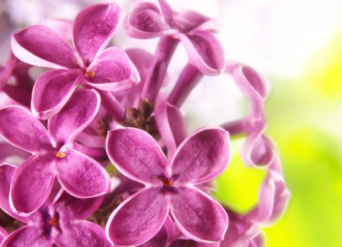 丁香花唯美牛品源码-源码下载-源码社区-zblog主题插件-PHP源码-三合一源码-直播源码-短视频源码-APP源码-即时通讯-源码-交友源码牛品源码网