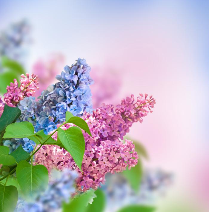唯美淡雅的丁香花牛品源码-源码下载-源码社区-zblog主题插件-PHP源码-三合一源码-直播源码-短视频源码-APP源码-即时通讯-源码-交友源码牛品源码网
