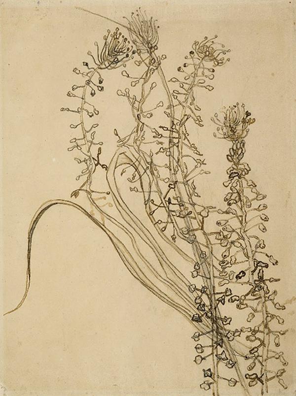垂花风信子素描牛品源码-源码下载-源码社区-zblog主题插件-PHP源码-三合一源码-直播源码-短视频源码-APP源码-即时通讯-源码-交友源码牛品源码网