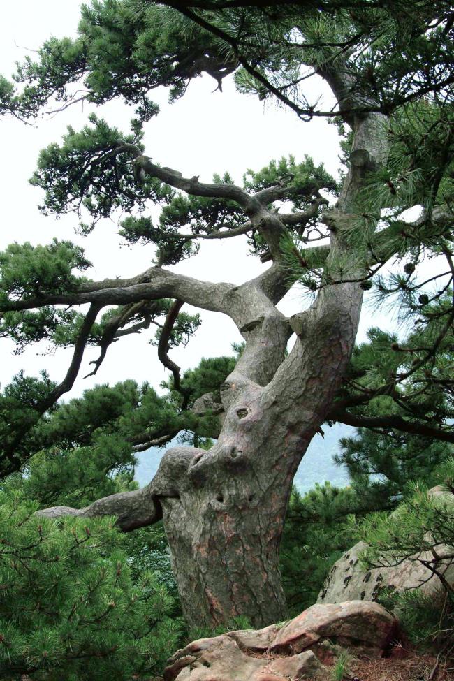 古松图片牛品源码-源码下载-源码社区-zblog主题插件-PHP源码-三合一源码-直播源码-短视频源码-APP源码-即时通讯-源码-交友源码牛品源码网
