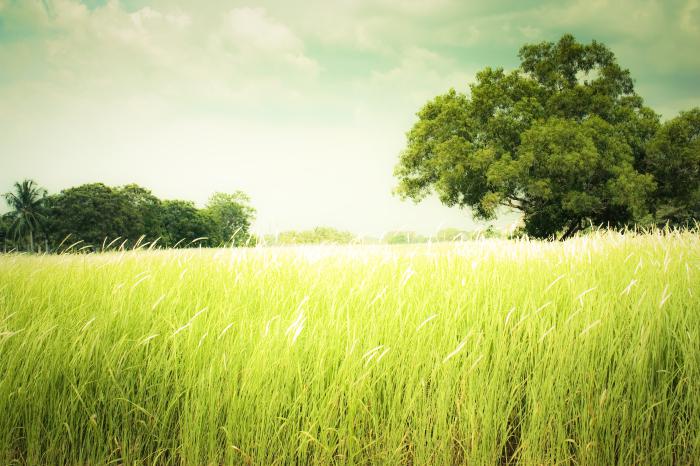 清新浪漫草原高清图片牛品源码-源码下载-源码社区-zblog主题插件-PHP源码-三合一源码-直播源码-短视频源码-APP源码-即时通讯-源码-交友源码牛品源码网