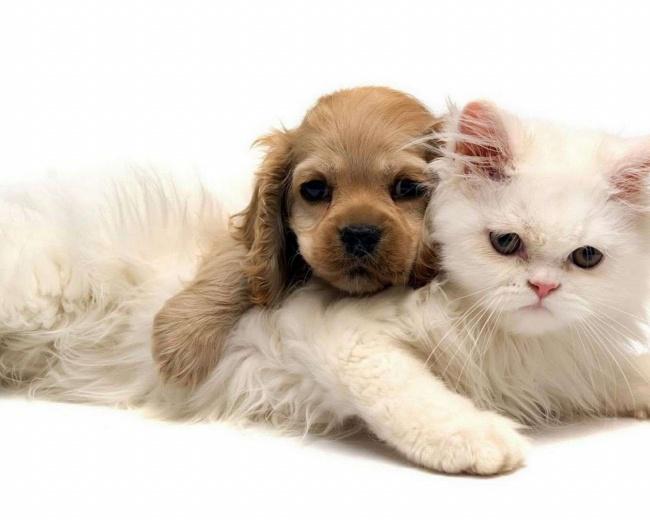 可爱萌猫萌狗图片牛品源码-源码下载-源码社区-zblog主题插件-PHP源码-三合一源码-直播源码-短视频源码-APP源码-即时通讯-源码-交友源码牛品源码网