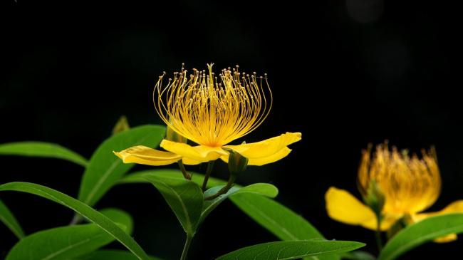 高清黄色海棠花牛品源码-源码下载-源码社区-zblog主题插件-PHP源码-三合一源码-直播源码-短视频源码-APP源码-即时通讯-源码-交友源码牛品源码网