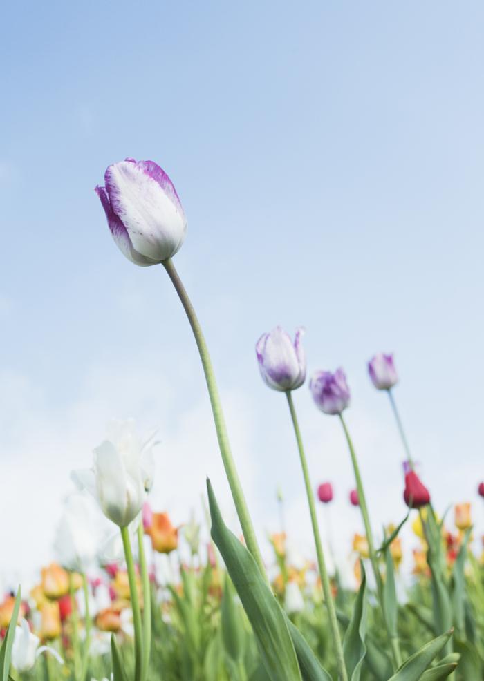 荷兰郁金香花开牛品源码-源码下载-源码社区-zblog主题插件-PHP源码-三合一源码-直播源码-短视频源码-APP源码-即时通讯-源码-交友源码牛品源码网
