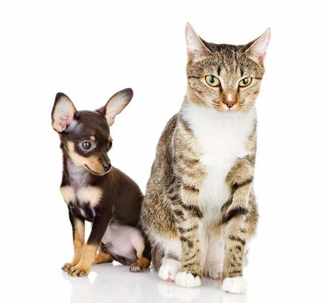 可爱吉娃娃狗猫咪图片牛品源码-源码下载-源码社区-zblog主题插件-PHP源码-三合一源码-直播源码-短视频源码-APP源码-即时通讯-源码-交友源码牛品源码网