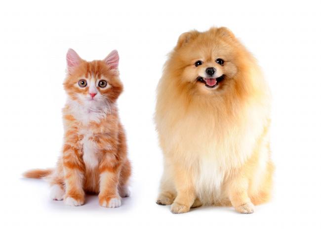 猫咪狗狗可爱图片牛品源码-源码下载-源码社区-zblog主题插件-PHP源码-三合一源码-直播源码-短视频源码-APP源码-即时通讯-源码-交友源码牛品源码网