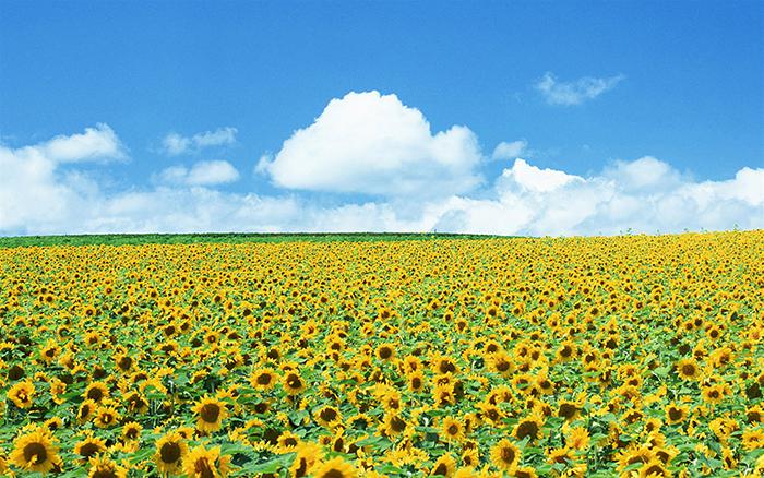 蓝天白云向日葵花海图片牛品源码-源码下载-源码社区-zblog主题插件-PHP源码-三合一源码-直播源码-短视频源码-APP源码-即时通讯-源码-交友源码牛品源码网