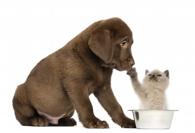 猫狗图片素材牛品源码-源码下载-源码社区-zblog主题插件-PHP源码-三合一源码-直播源码-短视频源码-APP源码-即时通讯-源码-交友源码牛品源码网