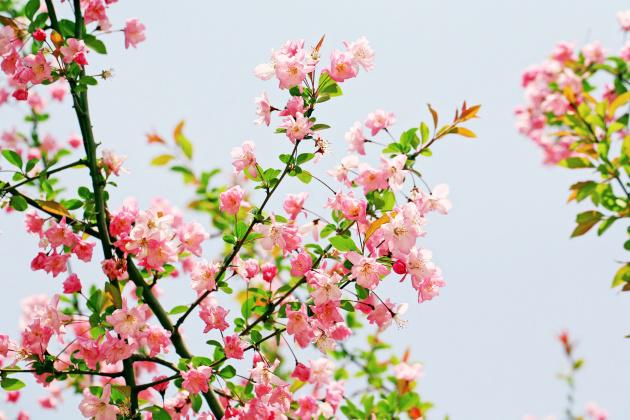 春天的粉色海棠牛品源码-源码下载-源码社区-zblog主题插件-PHP源码-三合一源码-直播源码-短视频源码-APP源码-即时通讯-源码-交友源码牛品源码网