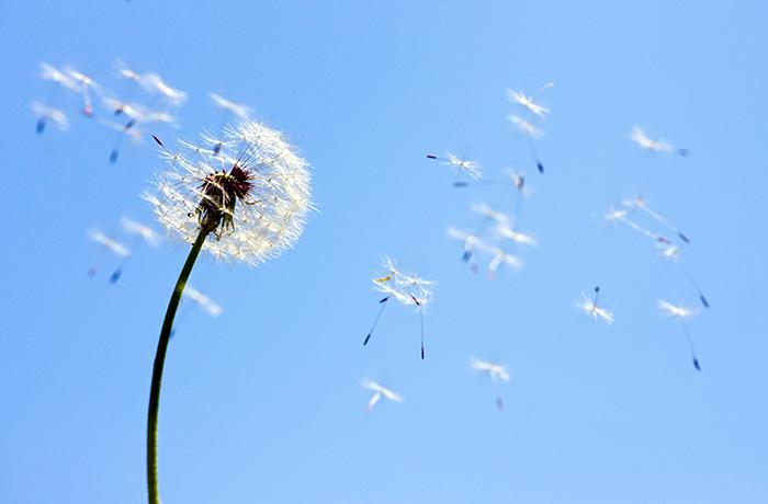 飞舞蒲公英高清图片牛品源码-源码下载-源码社区-zblog主题插件-PHP源码-三合一源码-直播源码-短视频源码-APP源码-即时通讯-源码-交友源码牛品源码网