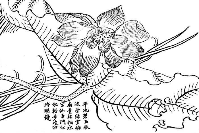 荷花铅笔画素描牛品源码-源码下载-源码社区-zblog主题插件-PHP源码-三合一源码-直播源码-短视频源码-APP源码-即时通讯-源码-交友源码牛品源码网