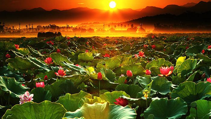 满池盛开的荷花牛品源码-源码下载-源码社区-zblog主题插件-PHP源码-三合一源码-直播源码-短视频源码-APP源码-即时通讯-源码-交友源码牛品源码网