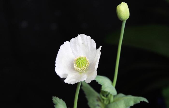 遗忘白色罂粟花牛品源码-源码下载-源码社区-zblog主题插件-PHP源码-三合一源码-直播源码-短视频源码-APP源码-即时通讯-源码-交友源码牛品源码网