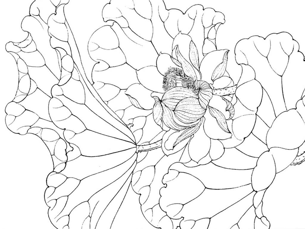 莲花素描牛品源码-源码下载-源码社区-zblog主题插件-PHP源码-三合一源码-直播源码-短视频源码-APP源码-即时通讯-源码-交友源码牛品源码网