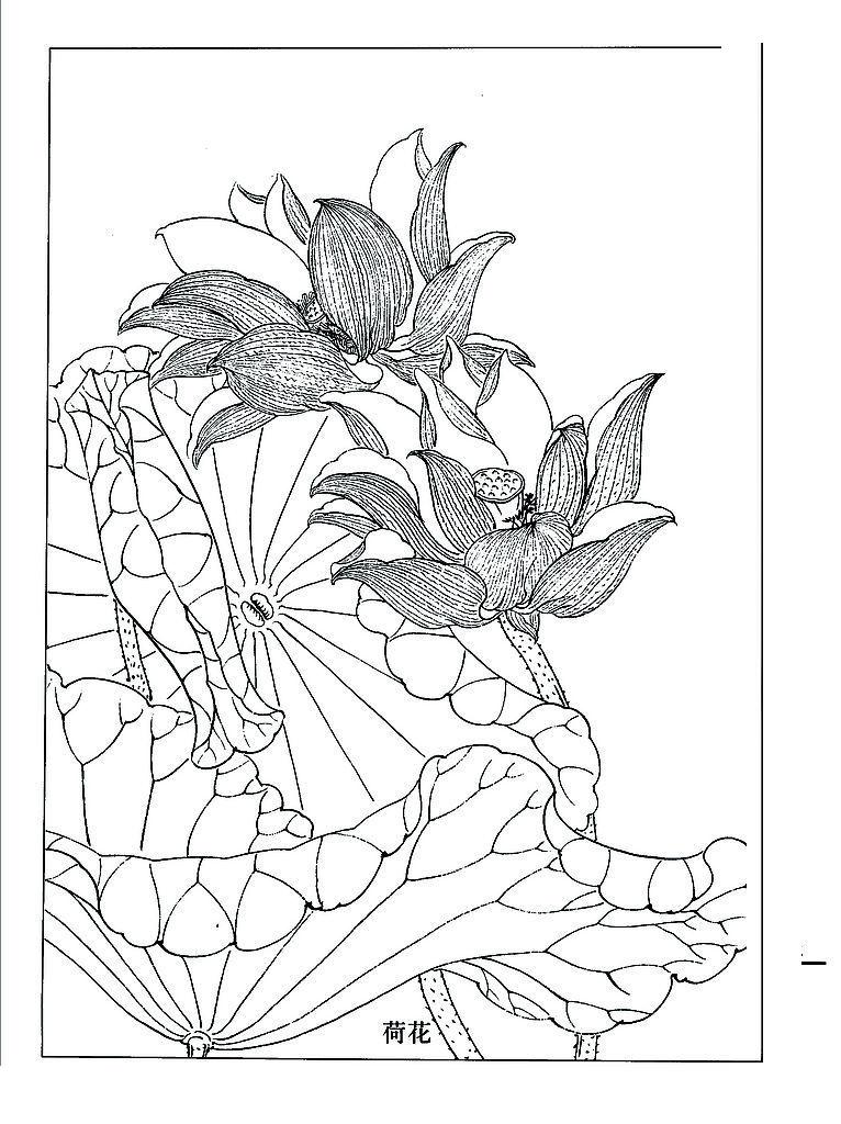 精细荷花素描牛品源码-源码下载-源码社区-zblog主题插件-PHP源码-三合一源码-直播源码-短视频源码-APP源码-即时通讯-源码-交友源码牛品源码网
