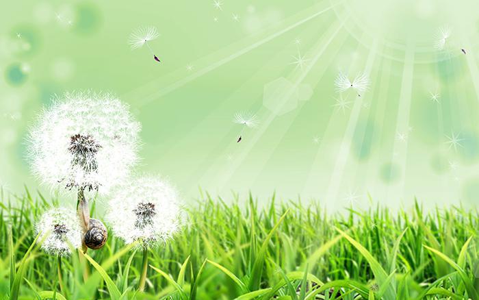 绿色草地唯美蒲公英图片牛品源码-源码下载-源码社区-zblog主题插件-PHP源码-三合一源码-直播源码-短视频源码-APP源码-即时通讯-源码-交友源码牛品源码网