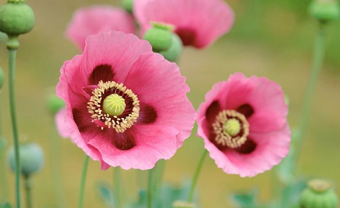 罂粟花唯美牛品源码-源码下载-源码社区-zblog主题插件-PHP源码-三合一源码-直播源码-短视频源码-APP源码-即时通讯-源码-交友源码牛品源码网