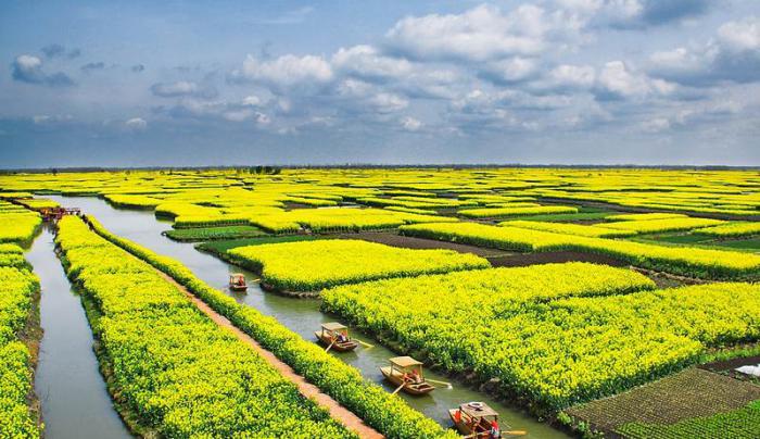 江苏兴化油菜花风景图片牛品源码-源码下载-源码社区-zblog主题插件-PHP源码-三合一源码-直播源码-短视频源码-APP源码-即时通讯-源码-交友源码牛品源码网